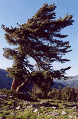 Pinus monticola