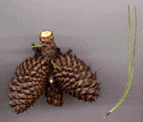 Pinus muricata borealis