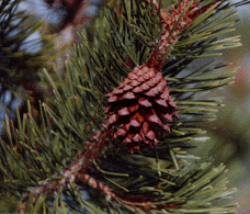 Pinus contorta murrayana