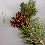 Pinus contorta murrayana