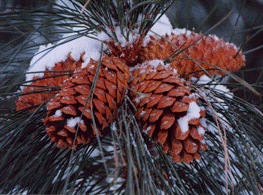 Pinus ponderosa