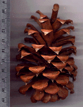 Pinus ponderosa x jeffreyi