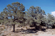 Pinus quadrifolia