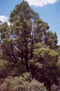 Pinus quadrifolia