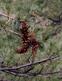 Pinus reflexa