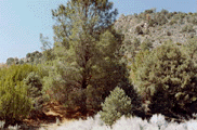 Pinus sabiniana