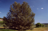 Pinus sabiniana