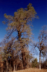 Pinus sabiniana