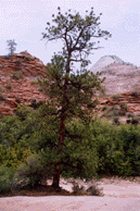 Pinus ponderosa scopulorum