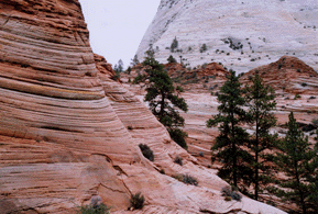 Pinus ponderosa scopulorum