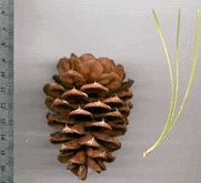 Pinus washoensis