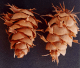 Pseudotsuga menziesii glauca