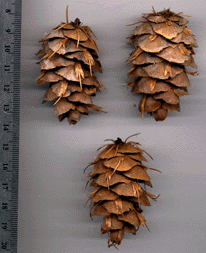 Pseudotsuga menziesii glauca