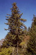 Pseudotsuga menziesii