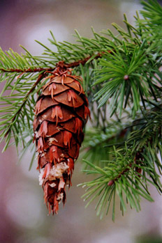 Pseudotsuga menziesii