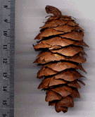 Pseudotsuga menziesii