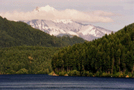 Pseudotsuga menziesii