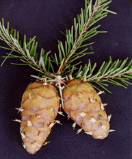 Pseudotsuga sinensis wilsoniana
