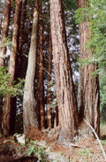 Sequoia sempervirens