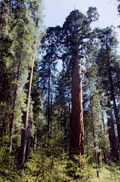 Sequoiadendron giganteum