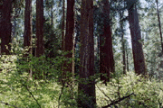 Sequoiadendron giganteum