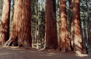 Sequoiadendron giganteum