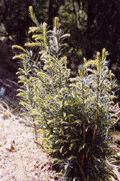 Torreya californica