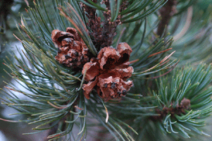 Pinus culminicola
