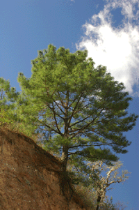 Pinus estevezii