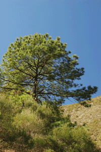 Pinus estevezii
