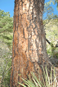 Pinus estevezii