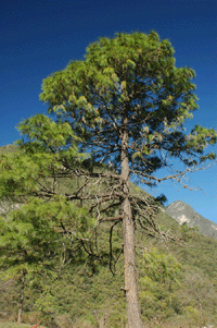 Pinus estevezii