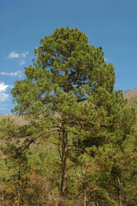 Pinus estevezii