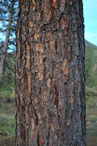 Pinus estevezii