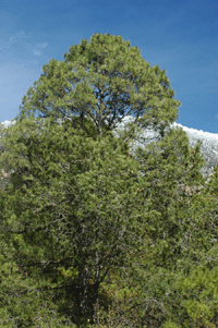 Pinus greggii