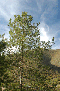 Pinus greggii