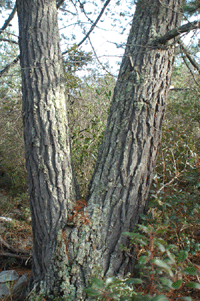 Pinus greggii