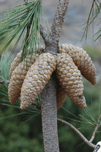 Pinus greggii