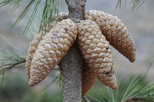 Pinus greggii