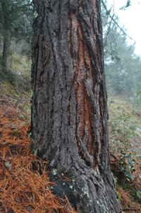 Pinus greggii