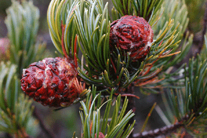 Pinus johannis