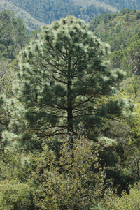 Pinus stormiae