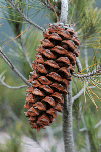 Pinus nelsonii