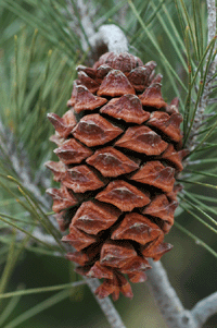 Pinus nelsonii