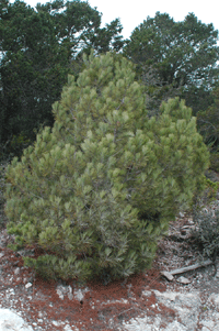 Pinus nelsonii