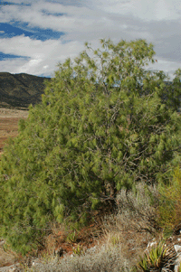 Pinus pinceana