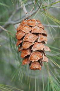 Pinus pinceana
