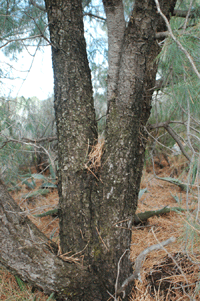 Pinus pinceana