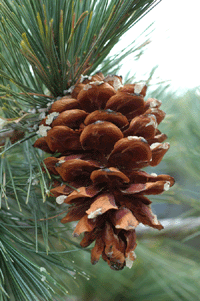 Pinus stylesii