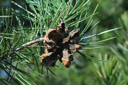 Pinus remota